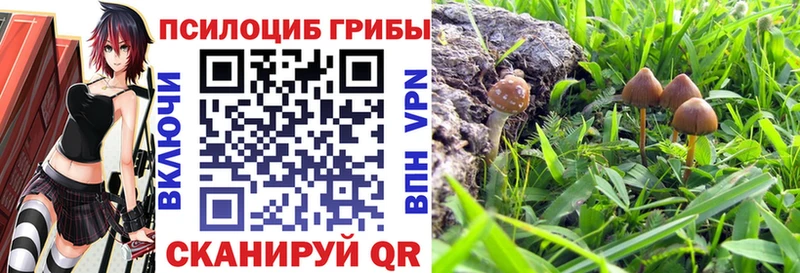 купить   Шенкурск  Галлюциногенные грибы GOLDEN TEACHER 